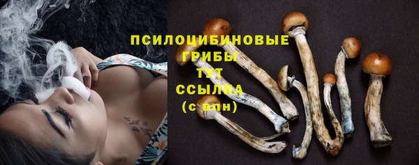 прущие грибы Бородино